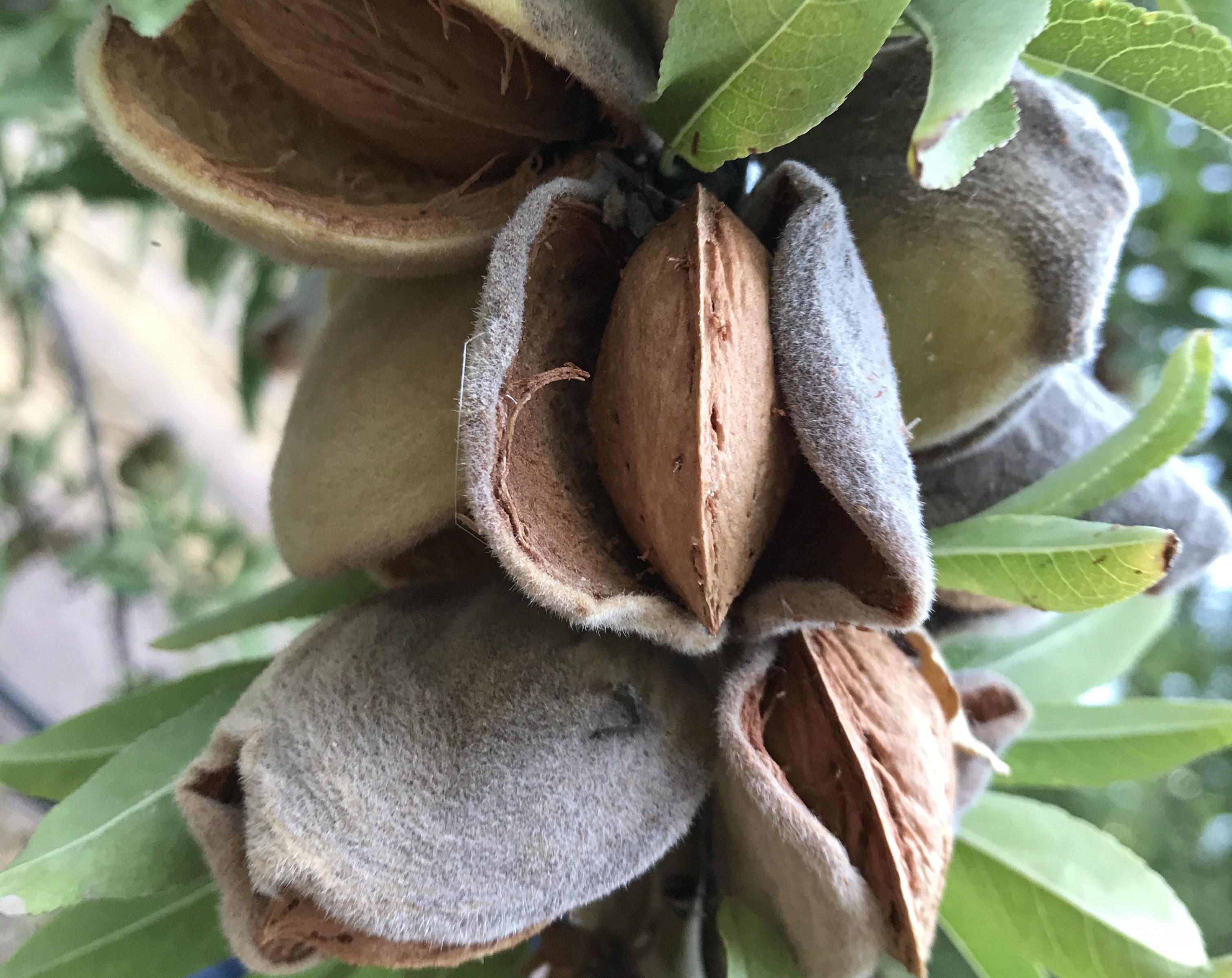 almendras